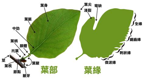 網狀脈平行脈差別|葉的型態、構造與功能